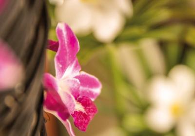 Preview of voucher design 